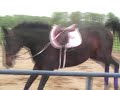 Horse rearing, bucking