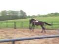 Horse rearing, bucking