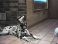 Dog Speaking