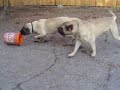 This is a short video of a puppy we called Sozie playing with her parents.