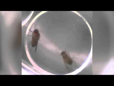 VIDEO: Rejected Male Flies Turn to Alcohol | LAMonitor.