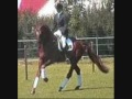 Equestrian Sports 1