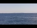 Minke Whale between St Pierre and Fortune Newfoundland