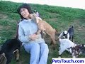 Baby goats --Jumping