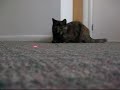 Scuddles The Kitty #2