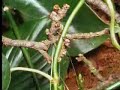 david attenborough looks at how plants compete to get the most sunlight in thick tropical forest. from the bbc.