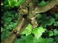 Tree and plant life in the jungle - David Attenborough - BBC wildlife Tree and plant life in the jungle - David Attenborough - BBC wildlife