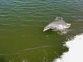 smile of a dolphin ???????????? support seashepherd.org