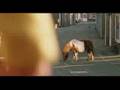 pferd