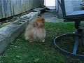 Bean and Noogie