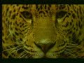 South African Pride