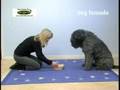 videos de Dog Tornado