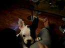 Nicolau 3 meses