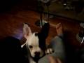 Nicolau 3 meses