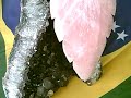CACATUA EM QUARTZO ROSA E ASA EM QUARTZO VERDE
