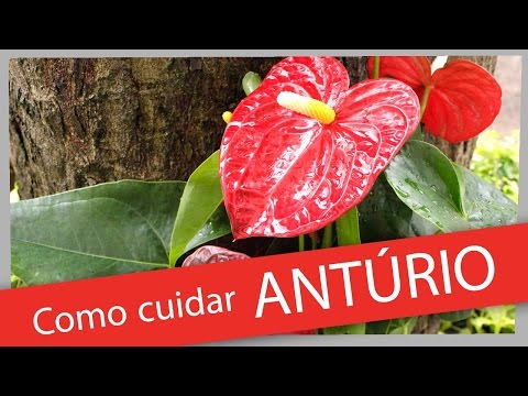 cultivo anturios - Jonny Gerente de Produção da Terra Viva ensina como cuidar do Antúrio. para maiores informações visite o site da Terra Viva. www.terraviva.agr.br.