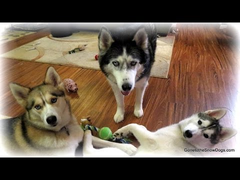 how to decide to get another dog