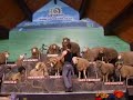 Agrodome Sheep Show I in Rotorua, New Zealand