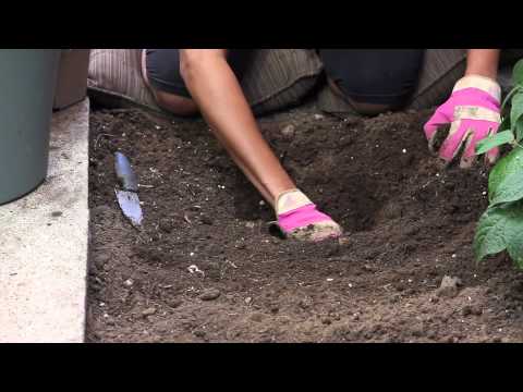 how to transplant yellow jasmine