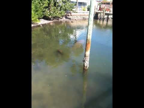 Manatee Sighting