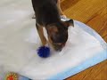 A very cute puppy and cute girl being funny