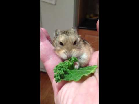 how to treat dwarf hamster cuts