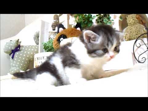 YouTube Preview Image