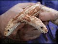 Amazing World, Creatures of Wonder! 2