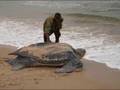 Amazing World, Creatures of Wonder! 2