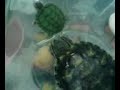 Tortoise Tortoise