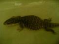 videos de my savannah monitor grown up
