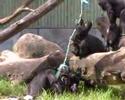 chimps-are-smarter-than-humans.html