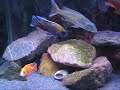 180-gallon-malawi-haplochromines-happeacock.html