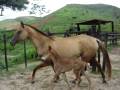 videos de cavalos 002.mpg