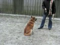 Hond Aslan is geplaatst!!! Hond Aslan is geplaatst!!!