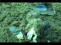 Octopus Devours Crab!  [SB Anilao 2009 HQ]
