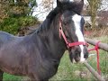My New Pony Black Jack x
