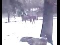 videos de Playboy and Abear playing