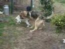 ari en rom en lia en truus