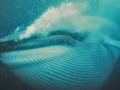matanza de ballenas