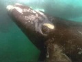 matanza de ballenas