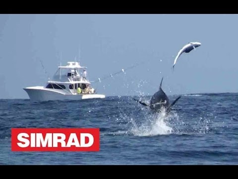 AMAZING BLUE MARLIN FOOTAGE - A MUST SEE !!!