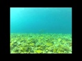 Whitefish on Spawning Reef