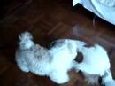 Taro and Roofie [2]