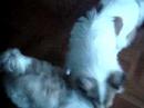 Taro and Roofie [2]