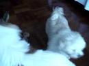 Taro and Roofie [2]