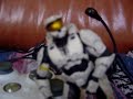 halo 3 talking with the spartan episode 1