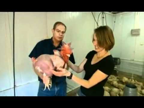 LGDDF pollos sin plumas