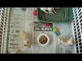 Tutu's Pups in the Playpen