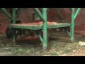 Chester Zoo Chimpanzees (Chimps) play indside one jumps at glass
